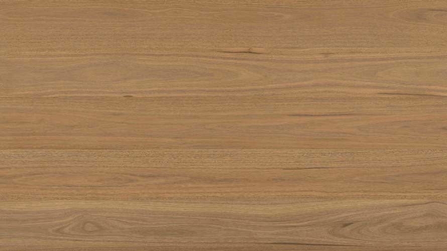 Everlast Laminate 10mm - Atlantic Spotted Gum – swatch