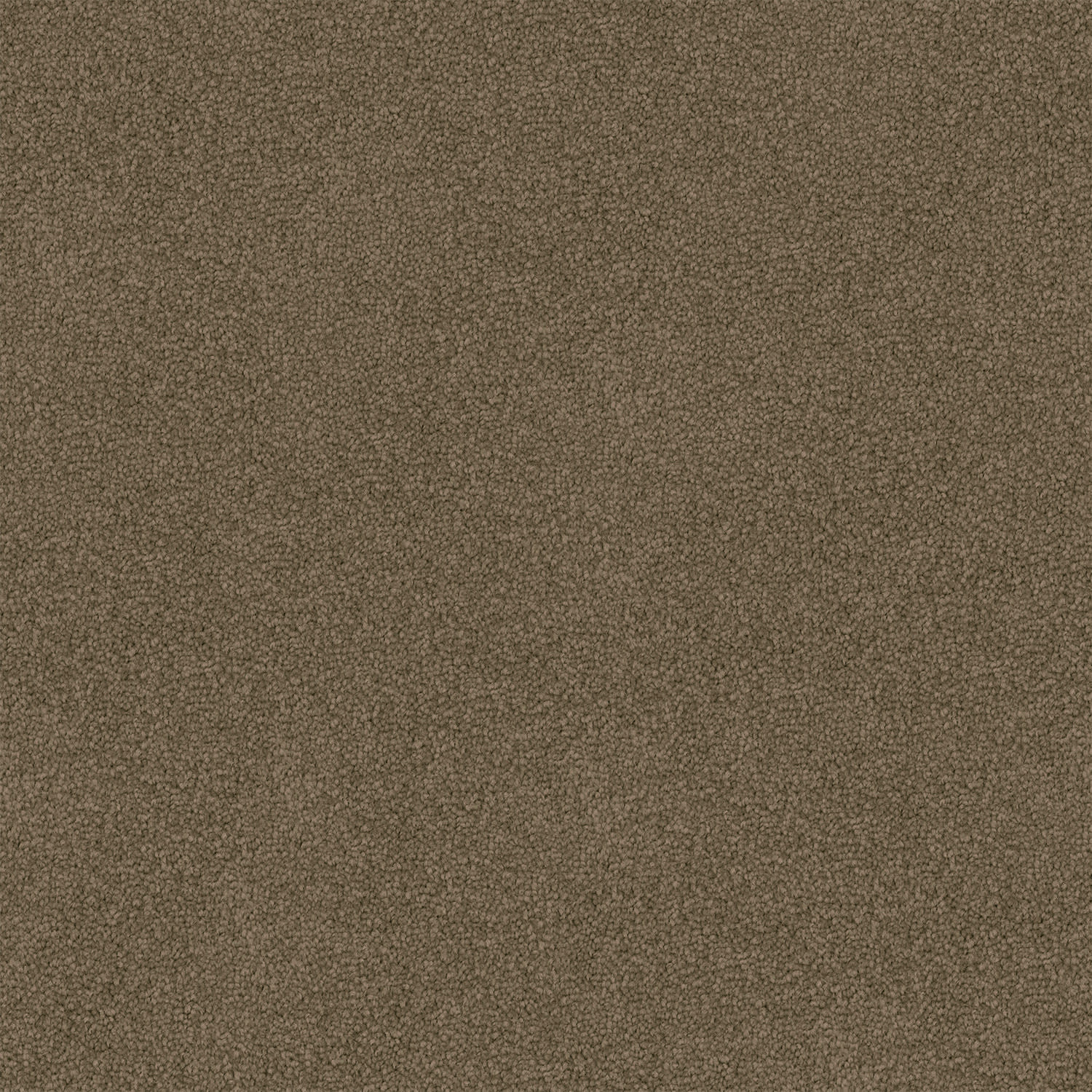 Freedom carpet in Palm Sugar