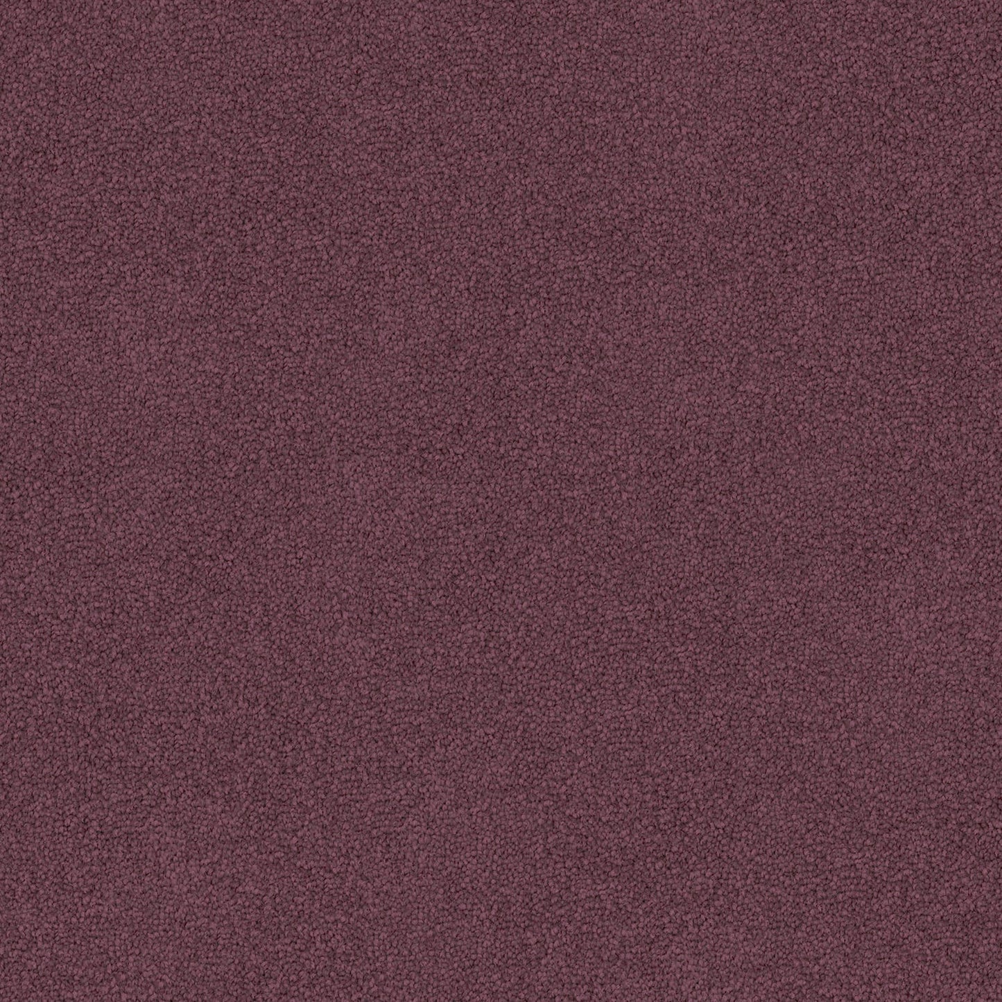 Freedom carpet in Fuschia
