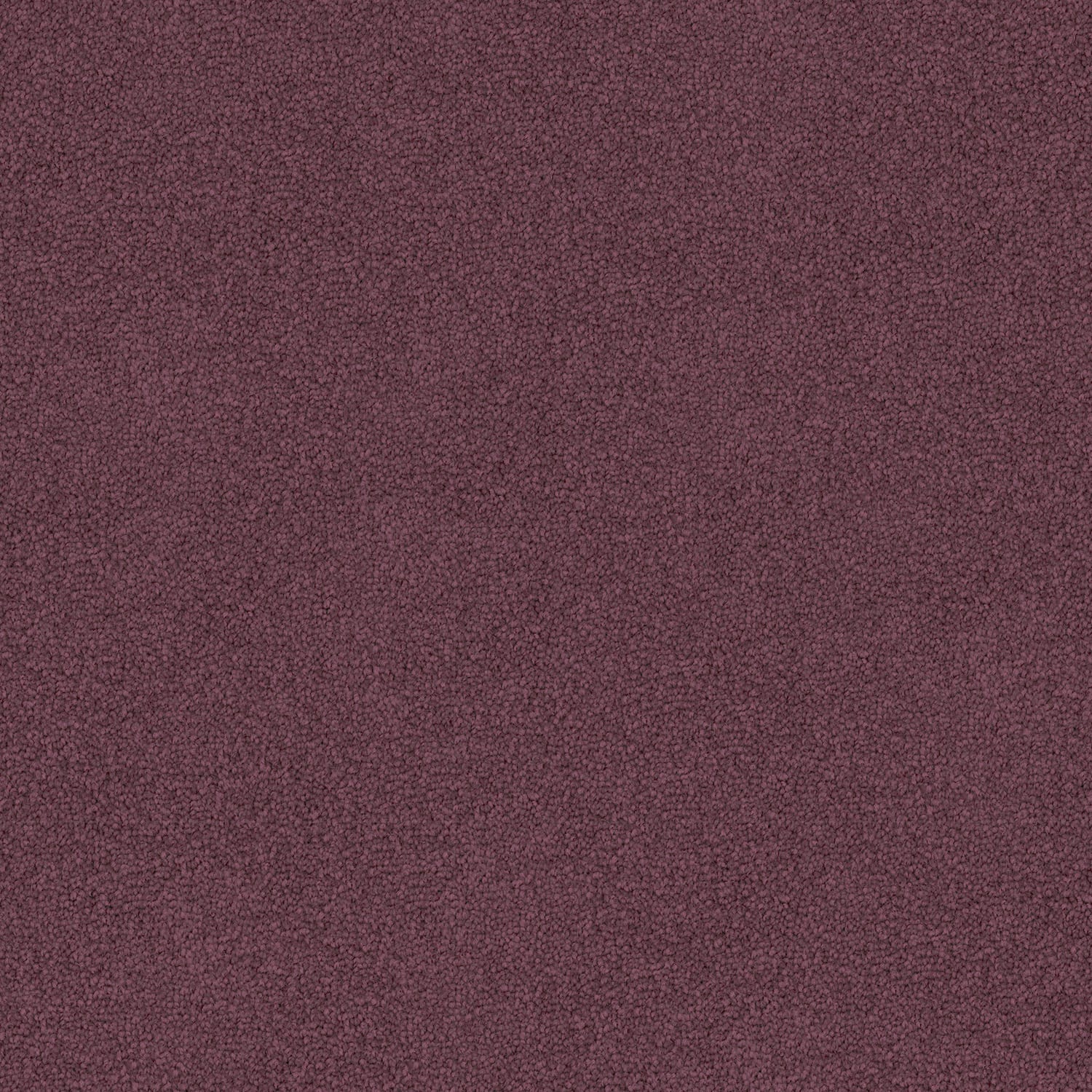 Freedom carpet in Fuschia