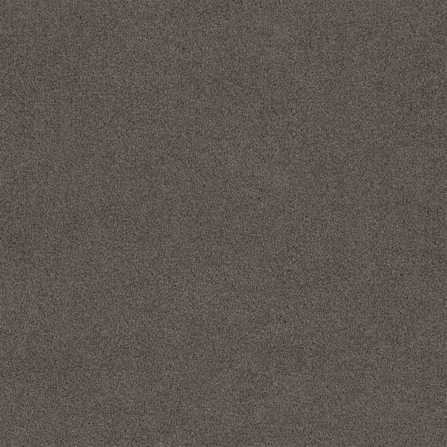 Lasting Touch carpet in Columbia