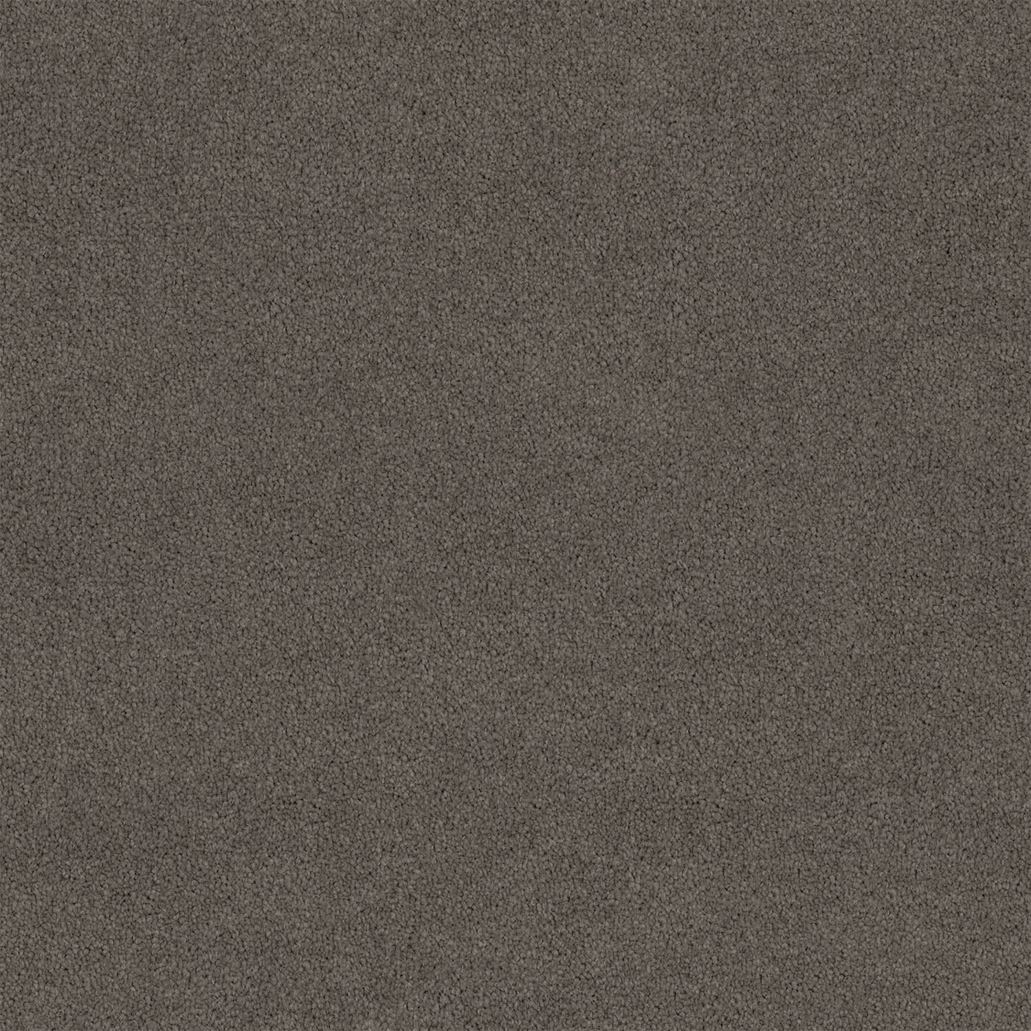 Lasting Touch carpet in Columbia