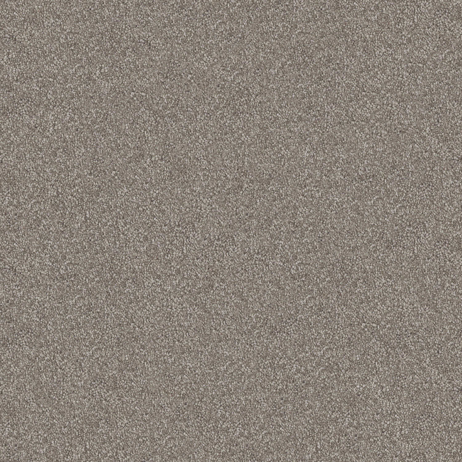 Velura carpet in Stony Path