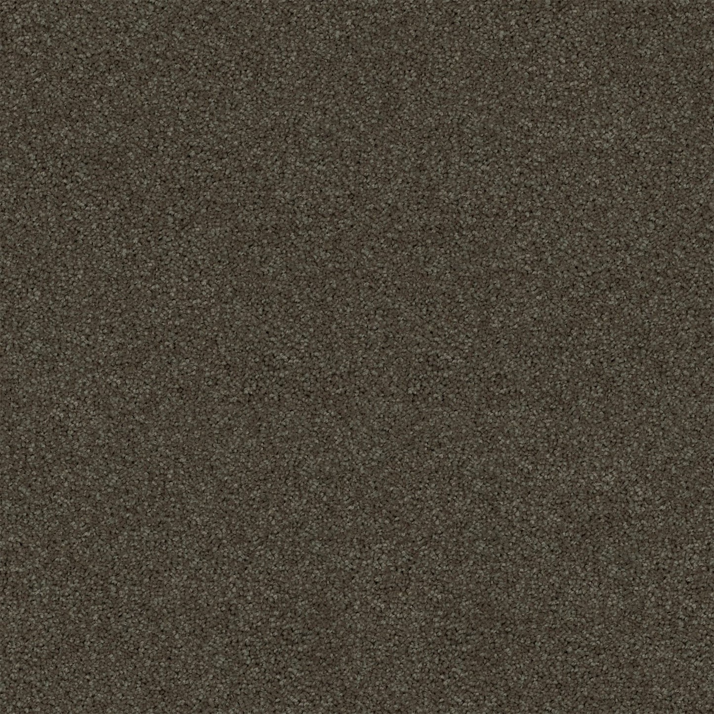 Revive carpet in Storm