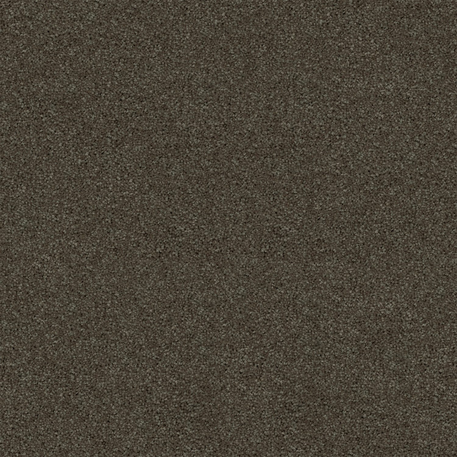 Revive carpet in Storm
