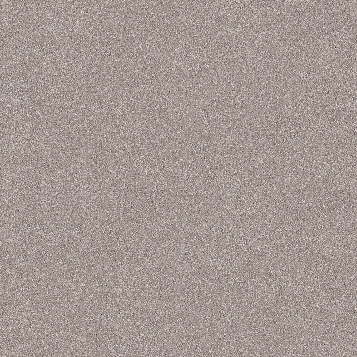Velura carpet in Bird Feather