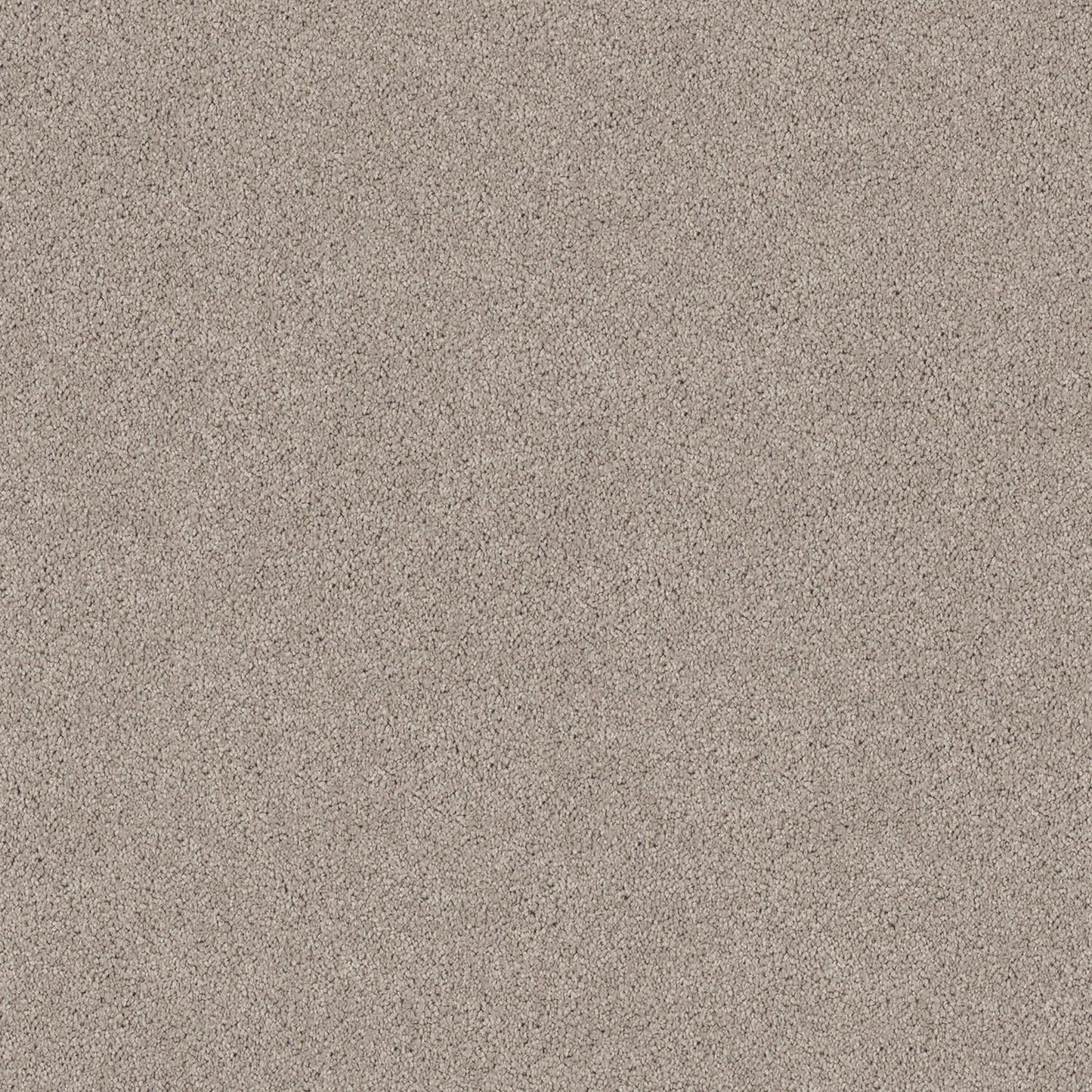 Regal Elegance carpet in Snow Gum