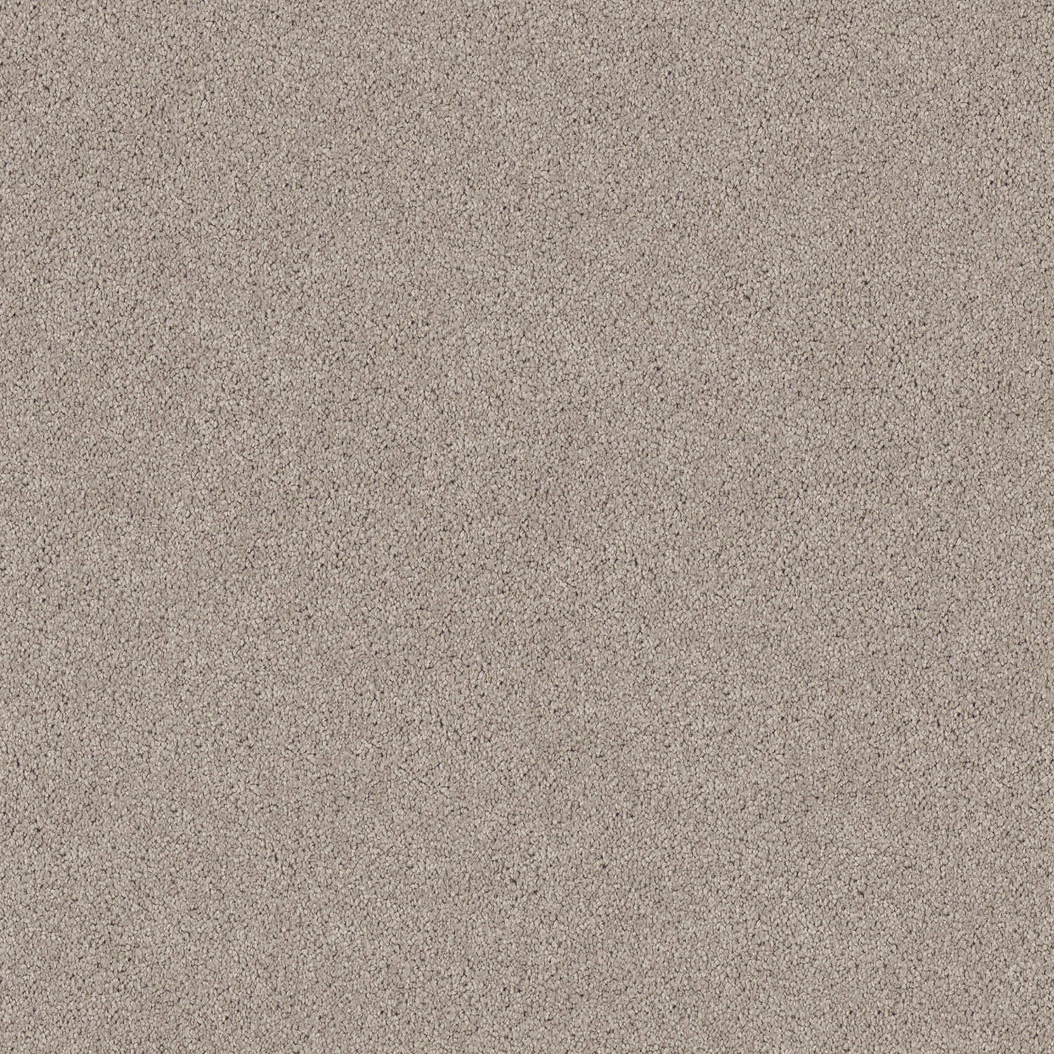 Regal Elegance carpet in Snow Gum