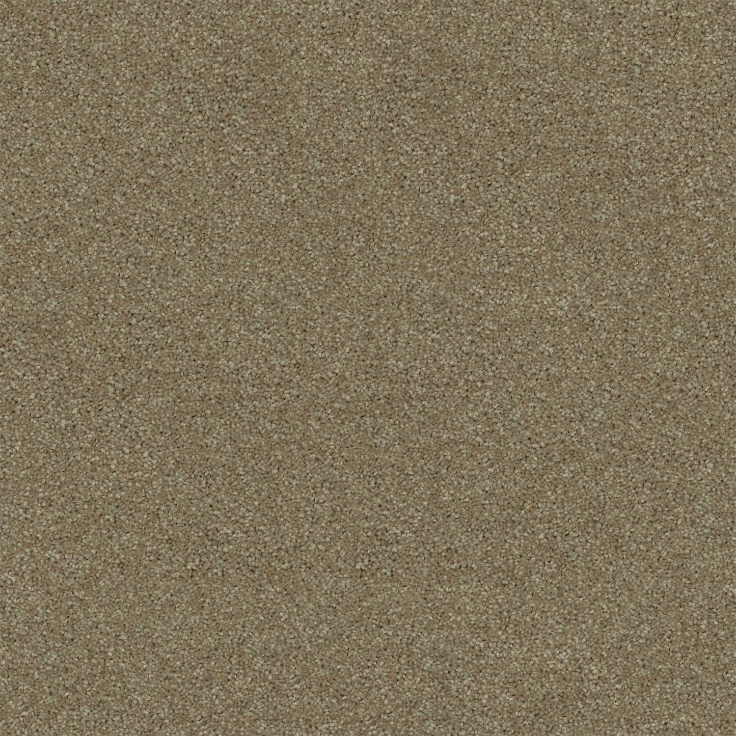 Revive carpet in Bayshore