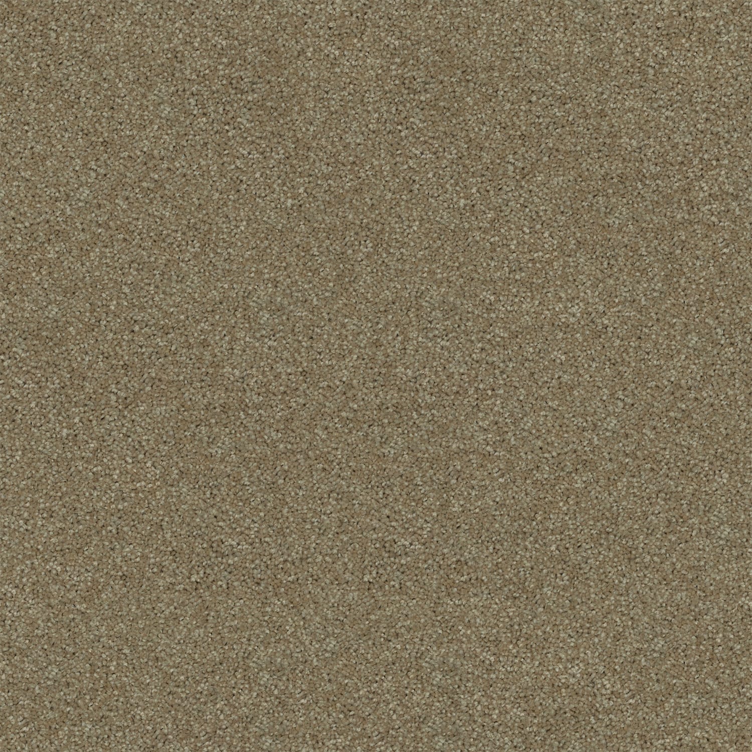 Revive carpet in Bayshore